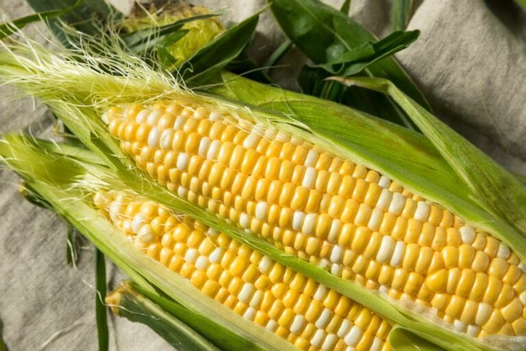 Corn on the Cob