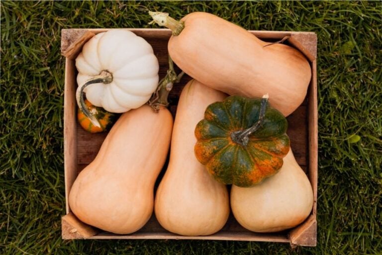 Crate Filled With Butternut Squash and Pumpkins