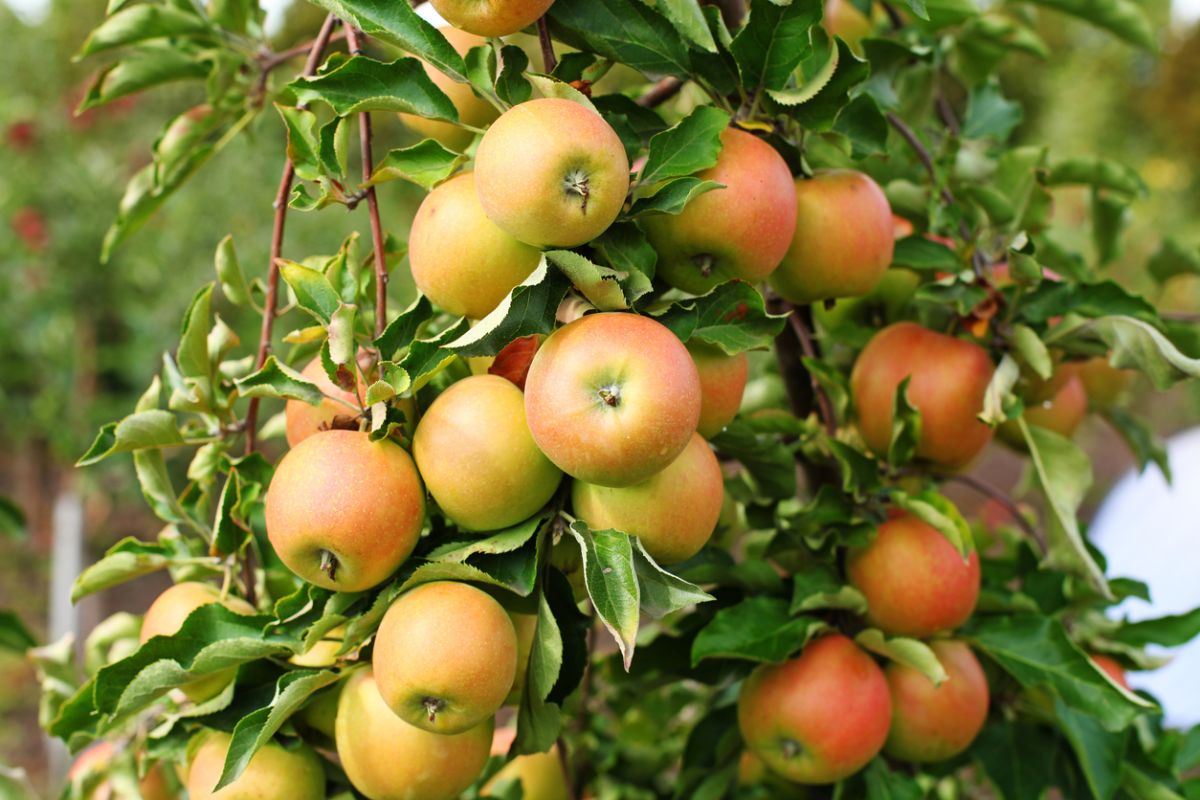 What Apples Are Good for Apple Crisp? (7 Delicious Options) Baking Kneads, LLC